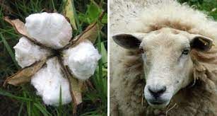 cotton or wool
